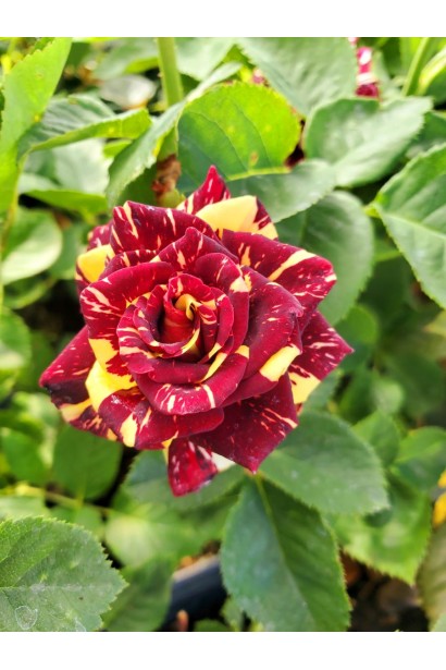 Роза полосатого Абракадабра